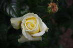 Diamonds Forever rose photo