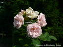 Souvenir de Christophe Cochet rose photo