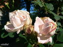 Souvenir de Christophe Cochet rose photo