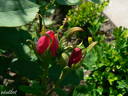Souvenir de Madame Berthier rose photo