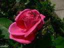 Souvenir de Madame Berthier rose photo