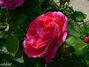 Souvenir de Madame Berthier rose photo