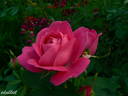 Souvenir de Madame Berthier rose photo