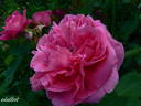 Souvenir de Madame Berthier rose photo