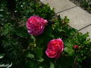 Souvenir de Madame Berthier rose photo