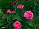 Souvenir de Madame Berthier rose photo