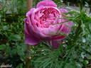 Souvenir de Pierre Sionville rose photo