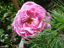 Souvenir de Pierre Sionville rose photo