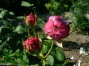 Souvenir de Pierre Sionville rose photo