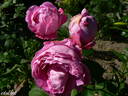 Souvenir de Pierre Sionville rose photo