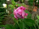 Souvenir de Pierre Sionville rose photo