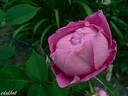 Souvenir de Pierre Sionville rose photo