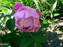Souvenir de Pierre Sionville rose photo
