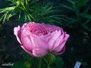 Souvenir de Pierre Sionville rose photo