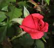 Dean Collins rose photo