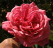 Dean Collins rose photo