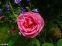 Adam Messerich rose photo