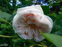 Aennchen von Tharau rose photo