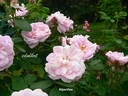 Alpenfee rose photo