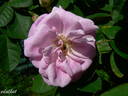 Alpenfee rose photo