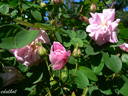 Alpenfee rose photo