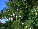 Alpenfee rose photo
