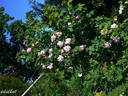 Alpenfee rose photo