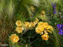 Amber Cover ® rose photo