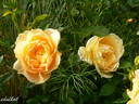 Amber Cover ® rose photo