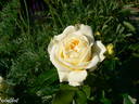 Angel Flower Circus ® rose photo