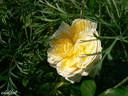 Angel Flower Circus ® rose photo