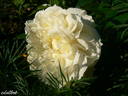 Angel Flower Circus ® rose photo