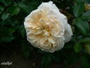 Angel Flower Circus ® rose photo