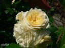 Angel Flower Circus ® rose photo
