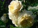 Angel Flower Circus ® rose photo