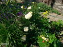 Angel Flower Circus ® rose photo