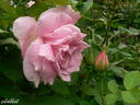 Astra rose photo