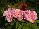 Astra rose photo