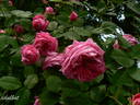 Aurelia Liffa rose photo