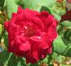 Climbing General MacArthur rose photo