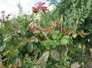 Lady Luck rose photo