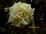 Madame Auguste Choutet rose photo
