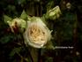 Madame Auguste Choutet rose photo