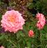 Dainty Bouquet ™ rose photo