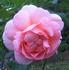 Hero ® rose photo