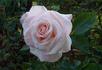 American Honor rose photo