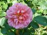 Anna Balsgård rose photo