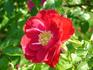 Balder rose photo