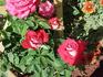 Brandenburg Gate ™ rose photo