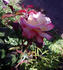 Andrea Jane rose photo
